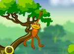 Spider Monkey